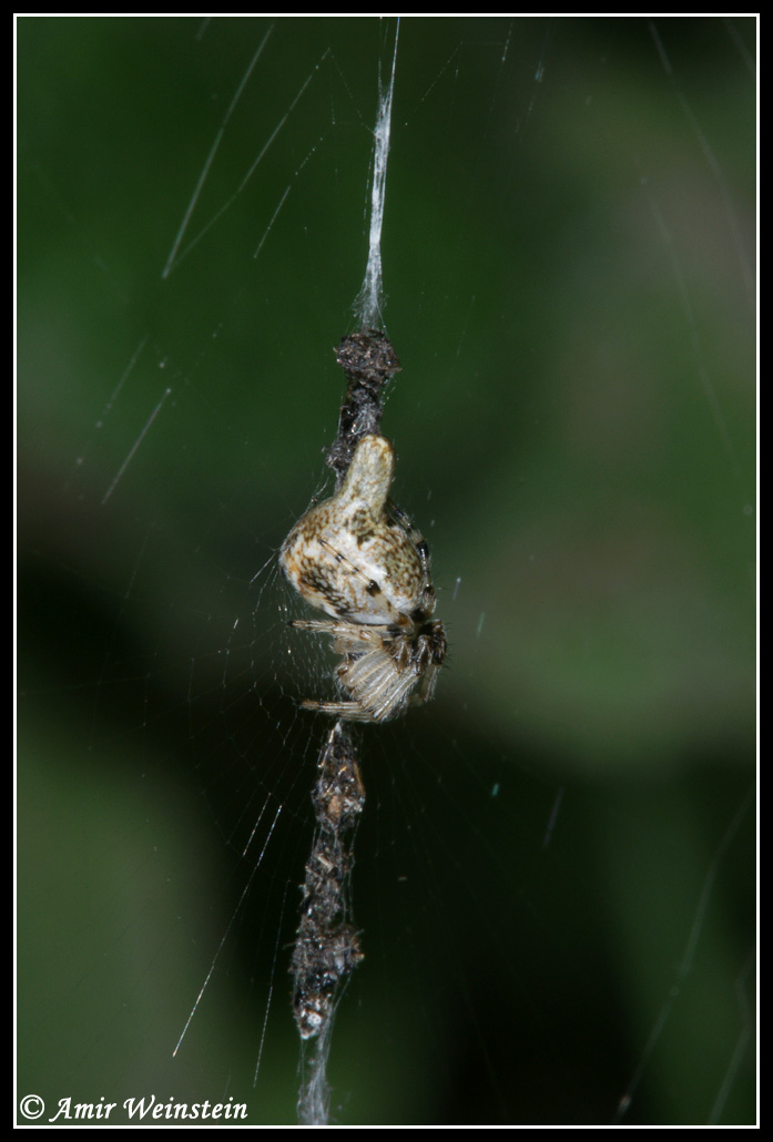 Araneae d''Israele